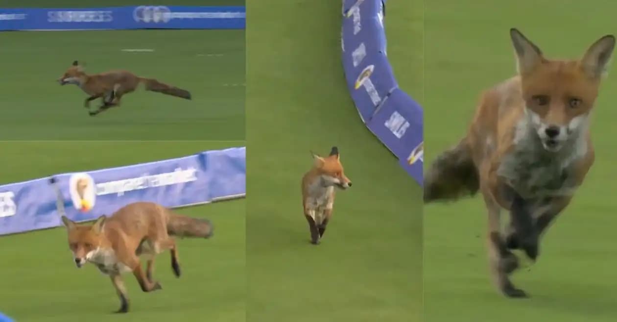The Hundred 2025 : Fox invades Lord’s and halts play during London Spirit vs Oval Invincibles clash